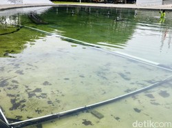 Penyebab Air Kolam Ikan Berwarna Hijau dan Cara Mengatasinya