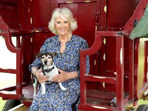 Permaisuri Camilla Alami Patah Jari Kaki, Bagaimana Kondisinya?