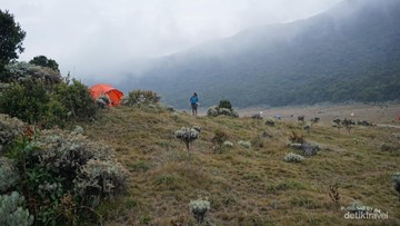 Fakta di Balik Viralnya Pendaki Disangka Meninggal di Gunung Gede