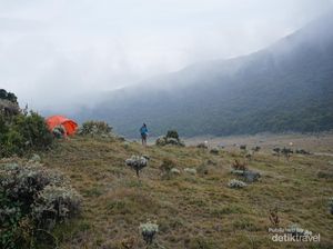 Ribuan Pendaki Ilegal Gunung Gede Pangrango Disanksi Ribuan Pendaki Ilegal Gunung Gede Pangrango Disanksi