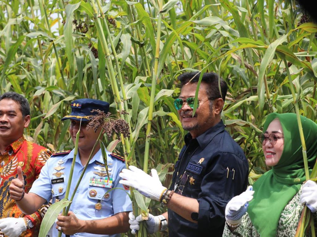 Perkuat Ketahanan Pangan, Mentan Ajak Masyarakat Tanam Sorgum Perkuat Ketahanan Pangan, Mentan Ajak Masyarakat Tanam Sorgum