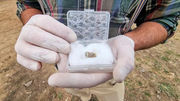 Penampakkan Gigi Manusia Purba Berusia 1,8 Juta Tahun di Georgia