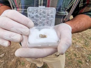 Penampakkan Gigi Manusia Purba Berusia 1,8 Juta Tahun di Georgia