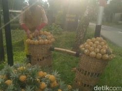 Harga Nanas Madu Pemalang Anjlok Rp 500 per Buah, Petani Bongkar Lahan