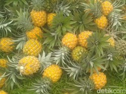 Nanas Madu, Ikon Pemalang Sejak 1942 yang Dibawa dari Bogor