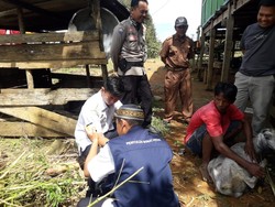 Ngeri 29 Kambing di Sidrap Mati Mendadak gegara Terinfeksi Cacar Mulut