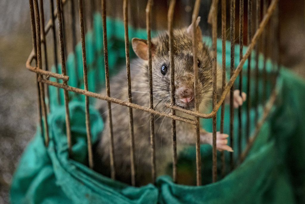 MARIKINA, PHILIPPINES - SEPTEMBER 15: Residents receive cash and free medicine for turning over rats at the City Environmental Management Office (CEMO) on September 15, 2022 in Marikina, Metro Manila, Philippines. The local government of Marikina City, a suburb east of Manila, is offering money to residents in exchange for catching rodents as part of a 