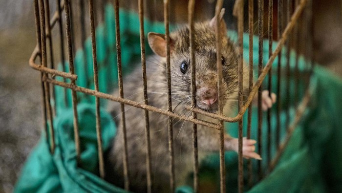 MARIKINA, PHILIPPINES - SEPTEMBER 15: Residents receive cash and free medicine for turning over rats at the City Environmental Management Office (CEMO) on September 15, 2022 in Marikina, Metro Manila, Philippines. The local government of Marikina City, a suburb east of Manila, is offering money to residents in exchange for catching rodents as part of a 