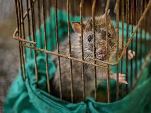 Picu 9 Orang Meninggal di Jatim, Apa Itu Leptospirosis? Picu 9 Orang Meninggal di Jatim, Apa Itu Leptospirosis?