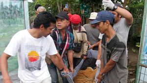 Ramai-ramai Menggotong Harimau Sumatra, Ada Apa?