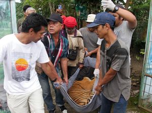 1 Harimau di Medan Zoo Mati Lagi, Kini Tersisa 9 1 Harimau di Medan Zoo Mati Lagi, Kini Tersisa 9