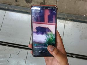 Viral Warga Bandung Tangkap Babi Hutan di Pekarangan Rumah