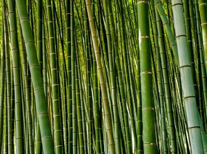 Tentang Hutan Bambu Bali, Lebih dari yang di Jepang-China?