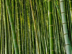 Tentang Hutan Bambu Bali, Lebih dari yang di Jepang-China?