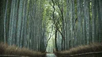 Menikmati Sunyi Hutan Bambu di Jepang yang Bikin Hati Adem