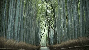 Menikmati Sunyi Hutan Bambu di Jepang yang Bikin Hati Adem