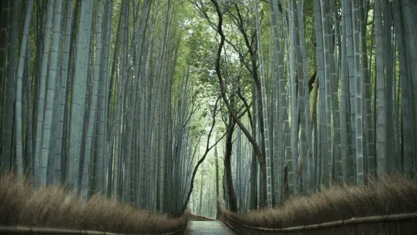 Menikmati Sunyi Hutan Bambu di Jepang yang Bikin Hati Adem