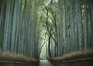 Menikmati Sunyi Hutan Bambu di Jepang yang Bikin Hati Adem Menikmati Sunyi Hutan Bambu di Jepang yang Bikin Hati Adem