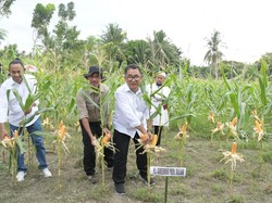 Pj Gubernur Sulbar Dorong Pendidikan Jadi Solusi Persoalan di Daerah