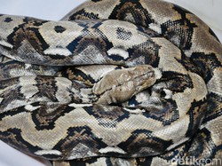 Awas! Ini Aneka Jenis Ular yang Sering Muncul di Rumah