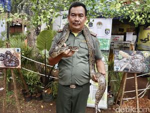 Ular Masuk Rumah Kamu, Tenang... Ini Jurusnya