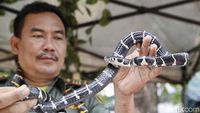 Aneka Ular yang Suka Masuk ke Rumah Saat Musim Hujan
