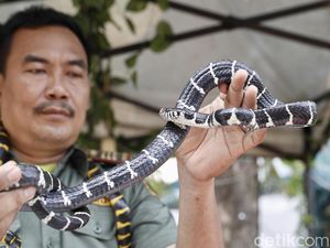 Si Paling Diet, Ini 7 Fakta Ular yang Mungkin Belum Kamu Tahu