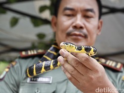 Musim Hujan Datang, Hati-hati Ular Muncul di Rumah