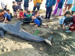 Paus Mati Usai Terdampar di Pantai Muara Indah Jembrana