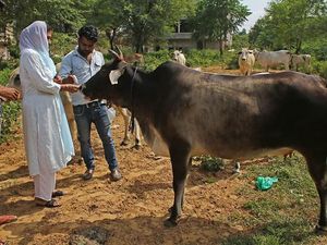 India Usulkan Hari Peluk Sapi Pas Valentine, eh Jadi Tertawaan di Media Sosial India Usulkan Hari Peluk Sapi Pas Valentine, eh Jadi Tertawaan di Media Sosial