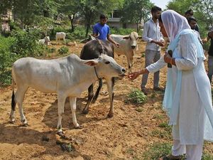 India Mau Bikin 14 Februari Hari Peluk Sapi, Klaim Bermanfaat bagi Mental India Mau Bikin 14 Februari Hari Peluk Sapi, Klaim Bermanfaat bagi Mental