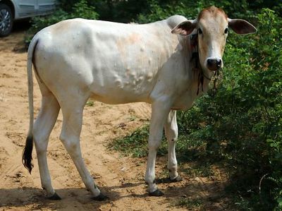 Wabah Kulit Berbenjol Serang Sapi-sapi di India, Ini Penampakannya
