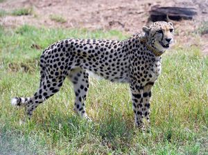 Satu per Satu Cheetah di India Mati, Salah Kalung Pelacak? Satu per Satu Cheetah di India Mati, Salah Kalung Pelacak?