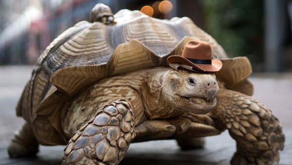 Ini Bon-Chan, Kura-kura Afrika yang Viral di Tiktok