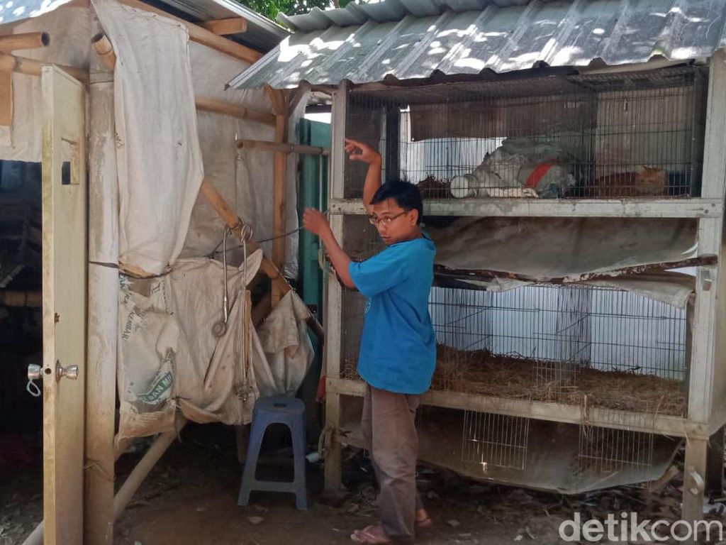 Ular Piton 3 Meter Ditangkap Saat Akan Mangsa Ayam di Klaten