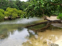 Misteri Banteng dan Prabu Siliwangi di Leuweung Sancang Garut