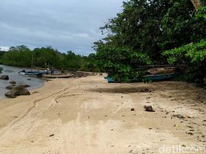 Mengenal Kaboa, Tanaman Sakti Tongkat Terakhir Prabu Siliwangi Mengenal Kaboa, Tanaman Sakti Tongkat Terakhir Prabu Siliwangi