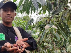Mengenal Kopi Warisan Leluhur di Ciamis