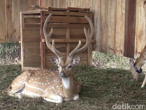 3 Fakta Unik Tanduk Rusa yang Bisa Rontok dan Tumbuh Kembali
