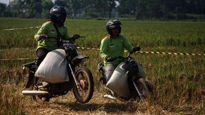 Serunya Balap Motor Ojek Gabah di Batang