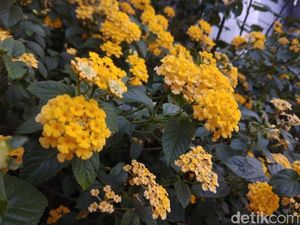 Sudah Tahu Belum? Kembang Tembelekan Ternyata Bisa Dijadikan Bonsai Sudah Tahu Belum? Kembang Tembelekan Ternyata Bisa Dijadikan Bonsai