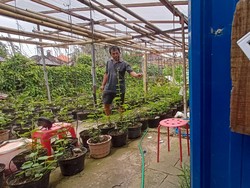 Jatuh Bangun Bisnis Hidroponik, Hambali Pernah Rugi Ratusan Juta