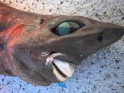 Nelayan Temukan Hiu Misterius dengan Mata Melotot