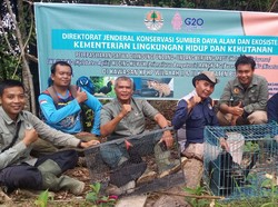 Senangnya, Beruang Madu hingga Elang Bisa Pulang ke Hutan Jambi