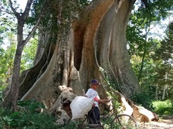 Kisah Misteri Pohon Leses Raksasa Berusia Ratusan Tahun di Boyolali