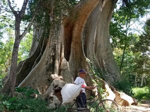 Kisah Misteri Pohon Leses Raksasa Berusia Ratusan Tahun di Boyolali Kisah Misteri Pohon Leses Raksasa Berusia Ratusan Tahun di Boyolali