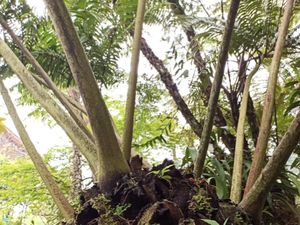 Berpacu dengan Kepunahan Tumbuhan Indonesia