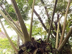 Berpacu dengan Kepunahan Tumbuhan Indonesia