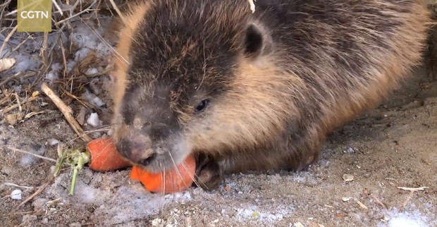 Berang-berang Mengxin/ Foto: Tangkapan Layar CGTN