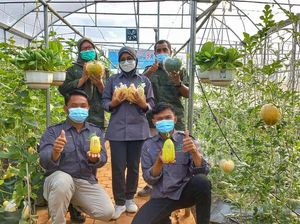 Politeknik Negeri Lampung Kembangkan Melon Khas Jepang, Ini Keunggulan Buahnya Politeknik Negeri Lampung Kembangkan Melon Khas Jepang, Ini Keunggulan Buahnya